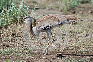 This Kori Bustard is scratching the ground for insects photo