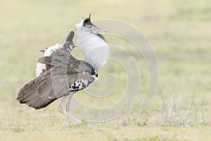 Kori bustard showing courtship display,