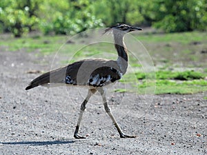 This Kori Bustard is strutting over a sand road photo