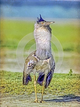 Kori bustard on textured background