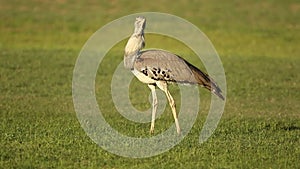 Kori bustard walking