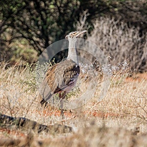 Kori Bustard