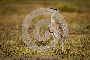 Kori bustard walking away on grassy plain