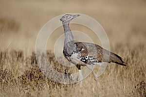 Kori bustard walking the Etosha plains photo