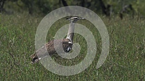 Kori bustard Walking On The Grassy Field In El Karama Lodge In Kenya -