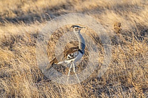 Kori bustard walking through low grass in late afternoon.