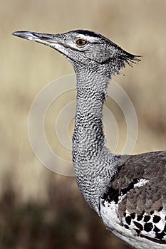 Kori bustard, the world's heaviest flying bird photo