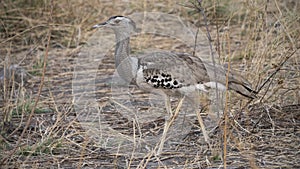 Kori bustardi on road in Chobe National Park