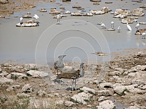 Kori bustards