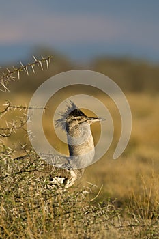 Koritrap, Kori Bustard, Ardeotis kori