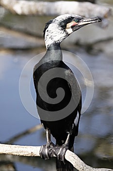 Kormoran
