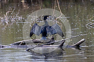 Kormoran breitet FlÃ¼gel aus