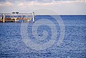 Kormoran drying at the coast