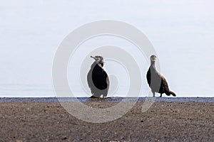 Kormoran Strand