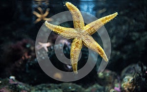 Korn Yellow Starfish