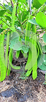 Koro nuts or parang or Canavalia ensiformis