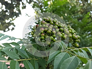 Koro rivet leaves and fruit are Salam koja leaves and fruit Murraya koenigii syn. Chalcas koenigi or curry leaves