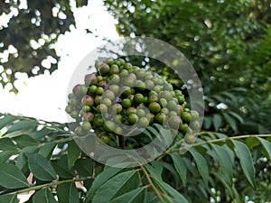 Koro rivet leaves and fruit are Salam koja leaves and fruit Murraya koenigii syn. Chalcas koenigi or curry leaves