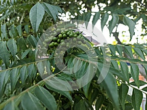 Koro rivet leaves and fruit are Salam koja leaves and fruit Murraya koenigii syn. Chalcas koenigi or curry leaves