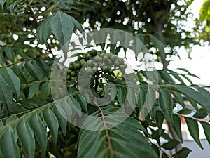 Koro rivet leaves and fruit are Salam koja leaves and fruit Murraya koenigii syn. Chalcas koenigi or curry leaves