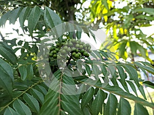 Koro rivet leaves and fruit are Salam koja leaves and fruit Murraya koenigii syn. Chalcas koenigi or curry leaves