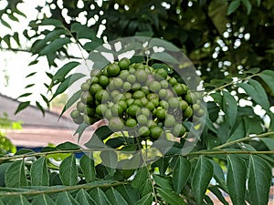 Koro rivet leaves and fruit are Salam koja leaves and fruit Murraya koenigii syn. Chalcas koenigi or curry leaves