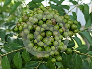 Koro rivet leaves and fruit are Salam koja leaves and fruit Murraya koenigii syn. Chalcas koenigi or curry leaves