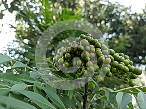 Koro rivet leaves and fruit are Salam koja leaves and fruit Murraya koenigii syn. Chalcas koenigi or curry leaves photo