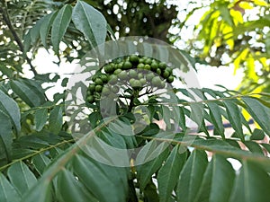 Koro rivet leaves and fruit are Salam koja leaves and fruit Murraya koenigii syn. Chalcas koenigi or curry leaves photo