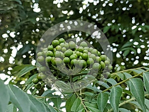 Koro rivet leaves and fruit are Salam koja leaves and fruit Murraya koenigii syn. Chalcas koenigi or curry leaves photo