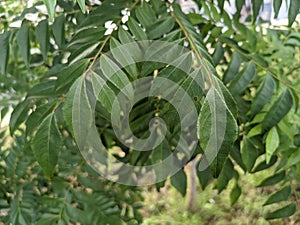 Koro rivet leaves are Salam koja leaves Murraya koenigii syn. Chalcas koenigi or curry leaves