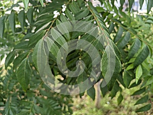 Koro rivet leaves are Salam koja leaves Murraya koenigii syn. Chalcas koenigi or curry leaves photo