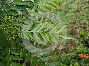 Koro rivet leaves are Salam koja leaves Murraya koenigii syn. Chalcas koenigi or curry leaves photo