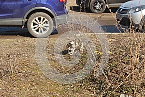 Korolev City. Valentinovka. Street Cat.