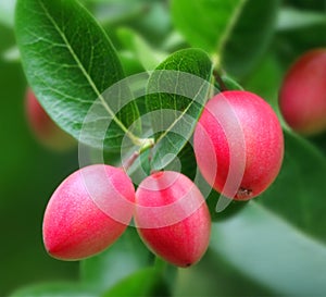 Koromcha or Carandas