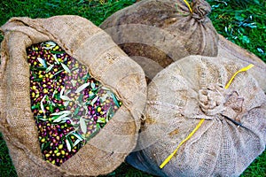 Koroneiki olives harvested and collected in sacks