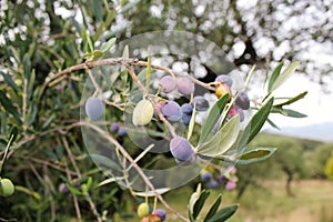 Koroneiki olives on olive tree