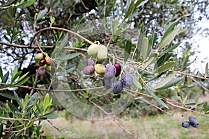 Koroneiki olives on olive tree