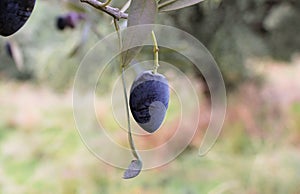 Koroneiki olives on olive tree