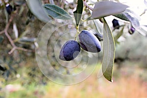 Koroneiki olives on olive tree