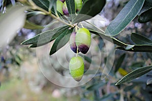 Koroneiki olives on olive tree