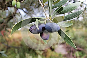 Koroneiki olives on olive tree