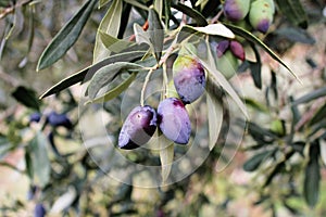 Koroneiki olives on olive tree