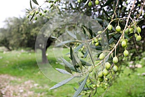 Koroneiki olives on olive tree in Greece