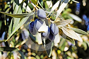 Koroneiki olives on olive tree in Kalamata, Greece
