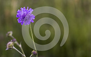 Korostavnik field is a species of perennial herbaceous plants of the genus Korostavnik of the fleece subfamily photo