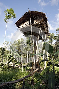 Korowai Tree House