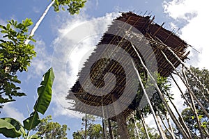 Korowai Tree House