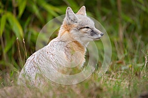 A korsak fox sitting in the grass