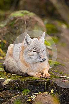 A korsak fox sitting on a rock